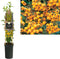 3 stuks - Van der starre - Klimplant Pyracantha Soleil d Or 75 cm