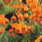 3 stuks - Van der starre - Klimplant Pyracantha Soleil d Or 75 cm