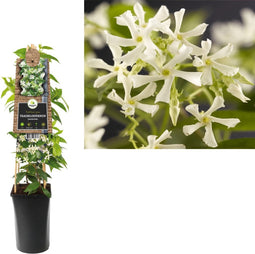 3 stuks - Van der starre - Klimplant Trachelospermum jasminoides...