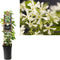 3 stuks - Van der starre - Klimplant Trachelospermum jasminoides...