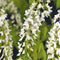 3 stuks - Van der starre - Klimplant Wisteria floribunda Alba 75 cm