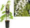 3 stuks - Van der starre - Klimplant Wisteria floribunda Alba 75 cm