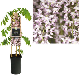 3 stuks - Van der starre - Klimplant Wisteria floribunda Rosea 75 cm