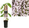 3 stuks - Van der starre - Klimplant Wisteria floribunda Rosea 75 cm