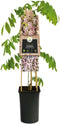 3 stuks - Van der starre - Klimplant Wisteria floribunda Rosea 75 cm