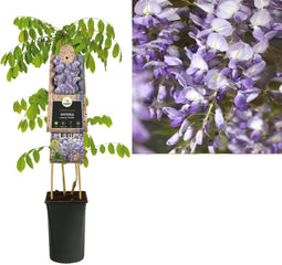3 stuks - Van der starre - Klimplant Wisteria sinensis Prolific 7...