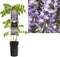 3 stuks - Van der starre - Klimplant Wisteria sinensis Prolific 7...