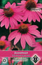 3 stuks Van Hemert & Co Echinacea purpurea