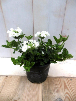 3 stuks! Verbena eenjarig I