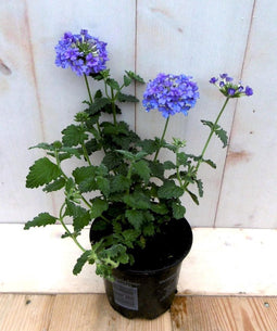 3 stuks! Verbena eenjarig