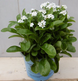 3 stuks! Vergeet-mij-nietje witWarentuin Natuurlijk