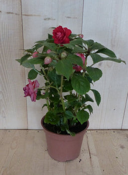 3 stuks! Vlijtig liesje dubbelbloemig rood