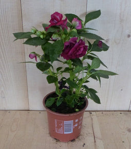 3 stuks! Vlijtig liesje dubbelbloemig roze