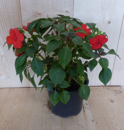 3 stuks! Vlijtig liesje enkelbloemig rood