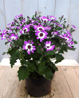 3 stuks - Warentuin natuurlijk - Senetti eenjarig roze