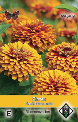 3 stuks Zinnia elegans Macarenia