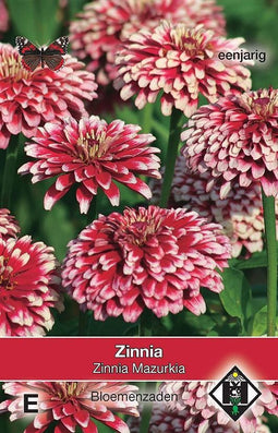 3 stuks Zinnia elegans Mazurkia
