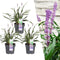 3 x Liriope muscari 'Ingwersen' - Ø 14 cm - ↨ 25 cm