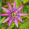 Plant in a Box - Mix van 6 Passiflora - Passievrucht - Klimplant - Pot 9cm - Hoogte 25-40cm