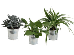 Mini Green | Trio Eden Collection ® in zomers zink (natural)