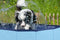 Maxxpro Hondenzwembad - Opvouwbaar - Antislip - ⌀ 80 cm - Blauw