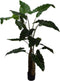 Silk-ka Kunstplant voor Binnen Alocasia Groen 152 cm