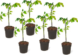 Plant in a Box - Lycopersicon esculentum 'Heartbreaker’ - Set van 6 - Tomatenplant - Pot 10.5cm - Hoogte 20-30cm