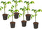 Plant in a Box - Lycopersicon esculentum 'Heartbreaker’ - Set van 6 - Tomatenplant - Pot 10.5cm - Hoogte 20-30cm