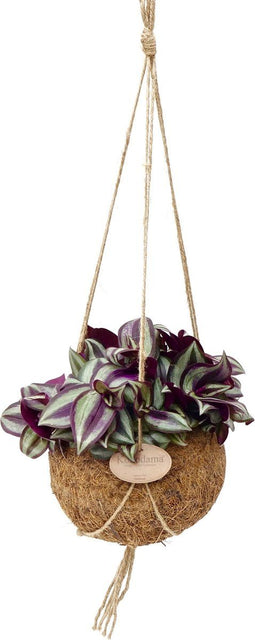 Kokodama Tradescantia Zebrina ↨ 20cm - hoge kwaliteit planten