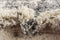 Hadorn Lachen Haze Carpet