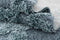 Hadorn Thun Scutum Carpet