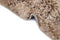 Hadorn Thun Scutum Carpet