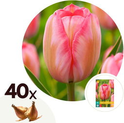 Plant in a Box - Tulipa Design Impression - Bloem bollen x40 - Tulp - Roze - Tulpen uit Holland