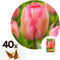 Plant in a Box - Tulipa Design Impression - Bloem bollen x40 - Tulp - Roze - Tulpen uit Holland