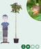 Perzische slaapboom Albizia julibrissin h 212,5 cm st. omtrek 7 cm