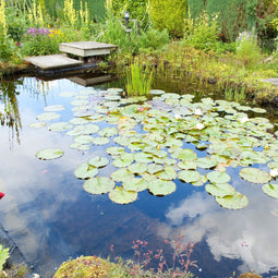 Velda Set filterschuim voor RFS 9000