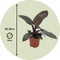 Plant in a Box - Philodendron Black Cardinal - Set van 2 - Sterke kamerplant - Donkere bladeren - Pot 12cm - Hoogte 20-30cm