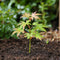 Plant in a Box - Japanse esdoorn - Acer palmatum 'Butterfly' - Hoogte 25-40cm - Potmaat 10,5cm - boom - groen