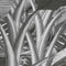 Komar - Fotobehang - Amazonia - Black - and - White - 400x250 - cm