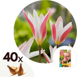 Plant in a Box - Tulipa Clusiana Stellata - Bloembollen x40 - Tulp - Wit en Roze - Stervormig