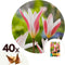 Plant in a Box - Tulipa Clusiana Stellata - Bloembollen x40 - Tulp - Wit en Roze - Stervormig