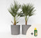 Plant in a Box - Chamaerops Humilis - Laag schild - Set van 2 - Met palm conditioner - Tuinpalmen - Winterhard - Pot 21cm - Hoogte 70-80cm