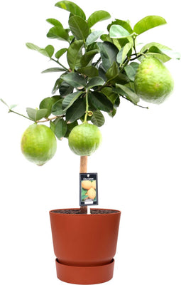 Citrus Maxima op stam in ELHO outdoor sierpot Greenville Rond (brique) ↨ 85cm - hoge kwaliteit planten