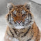 Good Morning Snow Tiger - Dekbedovertrek Flanel - 1 Persoons 140x200/220 cm - Grijs