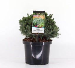 Picea glauca echiniformis 25-30 cm
