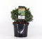 Picea glauca echiniformis 25-30 cm