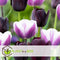 Plant in a Box - Tulipa Queen of the Night x80 - Zwarte tulp - Meerjarige winterharde bloembollen voor tuin, terras of balkon