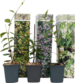 Plant in a Box - Mix van 3 Jasmijn klimplanten - Trachelospernum jasminoïdes tuinplanten - Pot 9cm - Hoogte 25-40cm