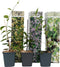 Plant in a Box - Mix van 3 Jasmijn klimplanten - Trachelospernum jasminoïdes tuinplanten - Pot 9cm - Hoogte 25-40cm