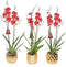 Dolomite Mix Gold Cambria Nelly Isler 2T16+